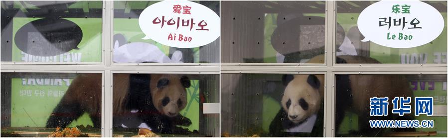 （国际）（3）两只大熊猫安全抵达韩国