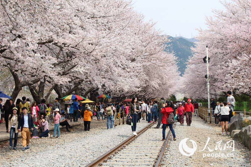 3月樱花来袭 带你去看韩国最美樱花【组图】