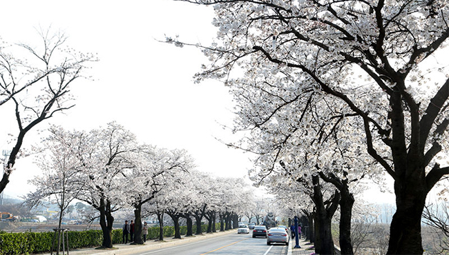 带你去看韩国最美樱花
