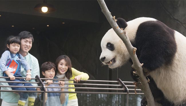 中国熊猫亮相韩国