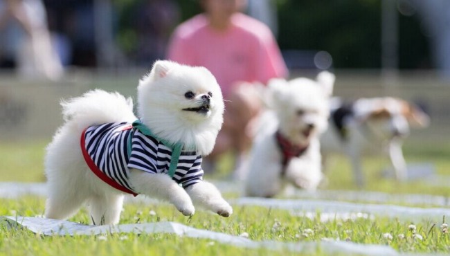 韩大学举办狗狗运动会