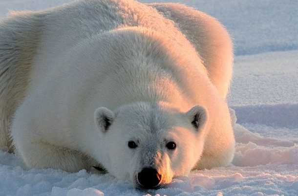 떠있는 얼음조각위의 북극곰, 극지의 아름다움 속에 비낀 잔혹한 현실