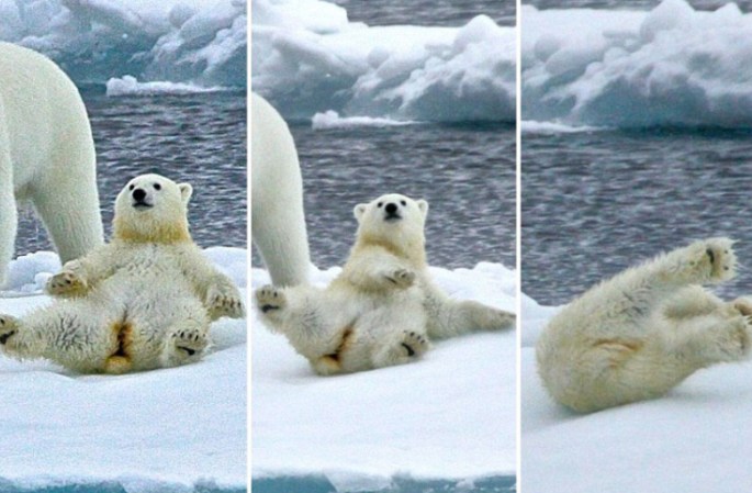 북극 곰의 사랑스러운 모습