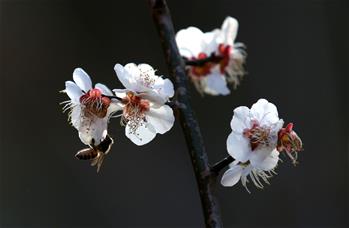 봄날의 꿀벌과 꽃