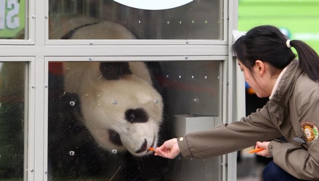 中国大熊猫22年后重返韩国 爱宝乐园成熊猫新家
