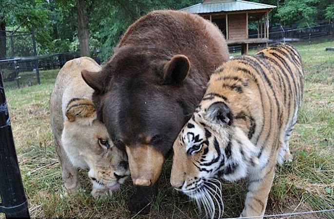 미국 동물 수용소서 범,사자,곰 15년 함께