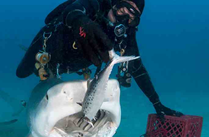 美 잠수원, 맨손으로 상어에게 먹이를 먹여