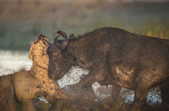 아프리카 어미물소가 새끼를 보호해 뿔로 사자를 들이박아 죽여